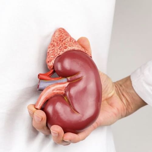 Trasplante renal